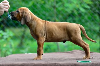 Štěňátko rhodéského ridgebacka - standardní kluk s PP - 4