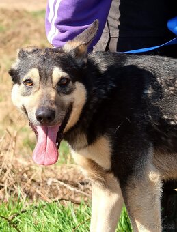 FLOKY K ADOPCI - 1 ROK, HRAVÝ,MILÝ,VHODNÝ K DĚTEM - 4