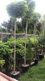 Catalpa stromky Nana - zakrslé, nebo Bignonioides velké - 4