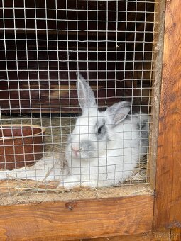 Králíčci strakatý i jednobarevný k odběru - 4