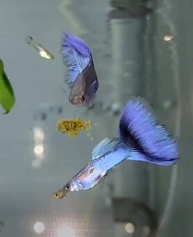 Čisté linie pavích oček - 4