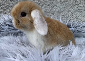❤️⭐️nádherná miminka Minilop Kralicek Beránek - 4