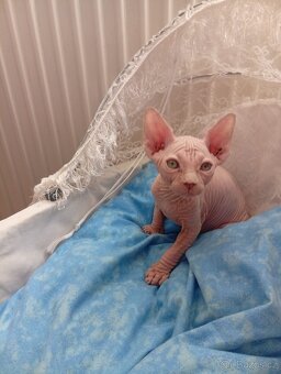 Kanadský sphynx - 4