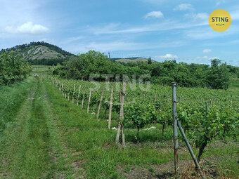 Prodej pozemku (vinice), 3586 m2, Klentnice, 132544 - 4