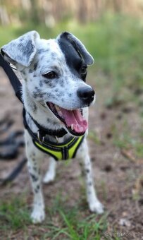 LAKY K ADOPCI - malý usměvavý mazel - 4