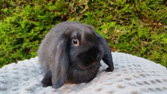 Zakrslý beránek, králíček, králík - PEGAS - 4