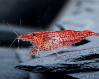 Krevetky - Neocaridina Red Cherry - 4