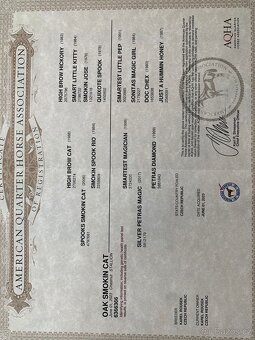 Prodám dvouletého hřebečka AQH - 4