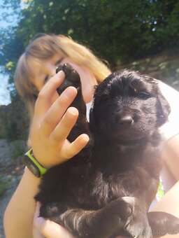FENKA- KŘÍŽENEC, BERNSKÝ SALAŠNICKÝ X LABRADOR - 4