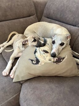 Whippet / Vipet štěně s PP - 4