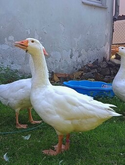 Prodám brojlerové bílé housery 5 měsíční - 4
