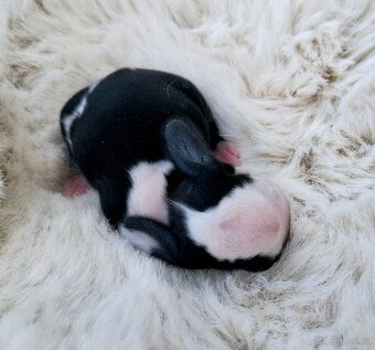 Mini lop miminka - 4