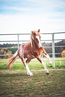 WMP Welsh Mountain Pony - 4