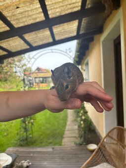 Osmák degu - 4