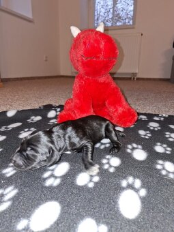 Německý krátkosrstý ohař - 4