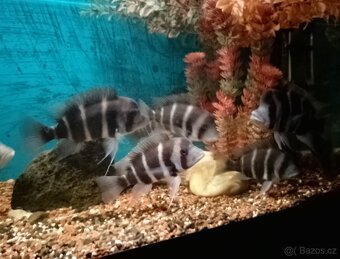 Frontos tanganica - 4