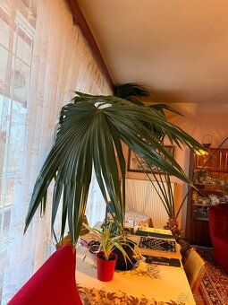 Palma Činská (Livistona) - 4