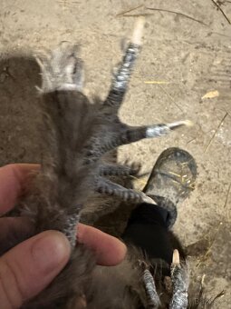 Hedvabnička velké vousatá - 4