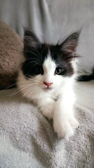 Mainská mývali bez PP - 4