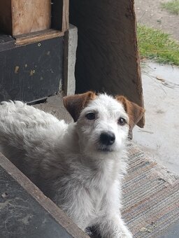 Prodám fenku Jack Russell teriér - 4