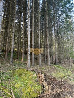 Prodej pozemek les, CP 21 494 m2, Všemina, okres Zlín - 4
