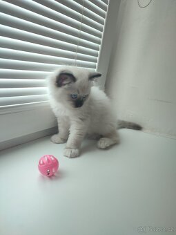 Ragdoll koťátko bez PP - 4