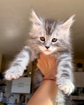 Mainská Mývalí Maine Coon kocourek s PP - 4