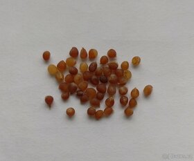 Ladoňka velkokvětá - Scilla luciliae 50 semen - 4