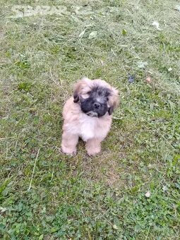 jorkširsky -shih-tzu bez pp - 4