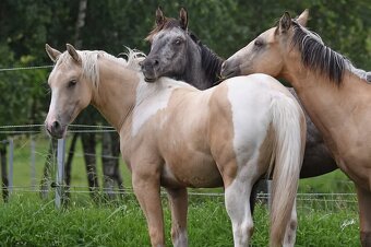 Roční paint Horse klisna - 4