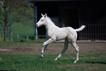 Letošní kobylka APHA cremello overo - 4