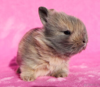 Zakrslý krátkouchý králíček lví samička . - 4