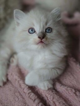 Ragdoll koťatka mačiatka - 4