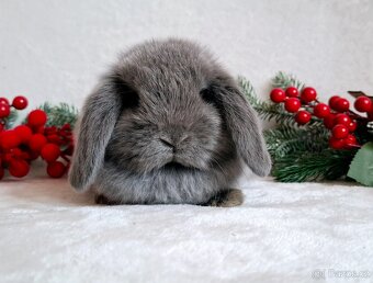 🩵Luxusní mazlíčci minilop 🩷 - 4