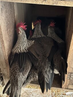 Vlaška stříbrná - 4