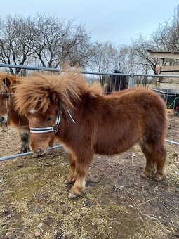 Prodám hřebečka mini shetland s PP - 4