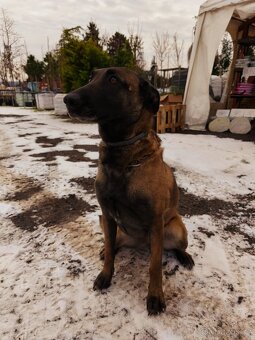 Belgický ovčák Malinois — Štěňata na PRODEJ - 4
