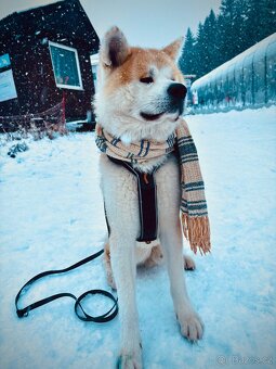 Pes ke krytí - Akita Inu - 4