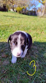 Border kolie bez PP - 4