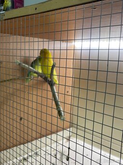 Papoušiček Šedokřídlý - 4