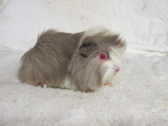 Morčata peruánská hledají nové páníčky - 4