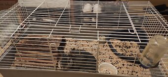 Zakrslý králík Rex s klecí - 4