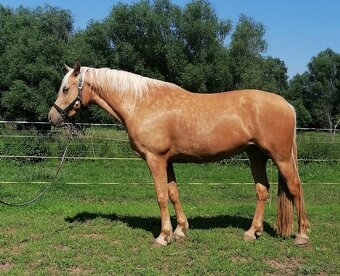 Březí klisna welsh part-bred - 4