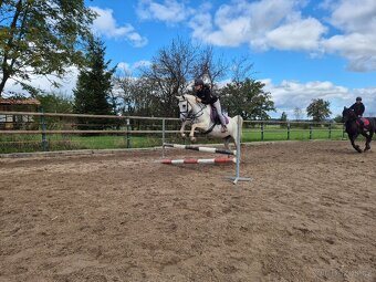 Shagya arab klisna 16-let - 4