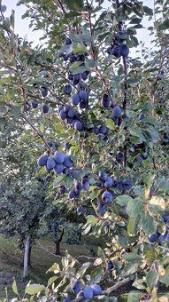 Domácí Slivovice - 4