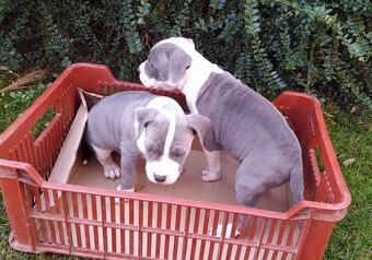 Americky stafordsirsky terier - 4