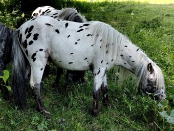 🐎Miniaturní hřebečci🐎 - 4