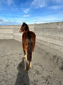 Hříbě s hypoalergenní srstí - Curly Horse roční klisna - 4