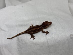 R. Auriculatus - 4