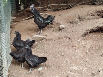 Ayam Cemani - 4